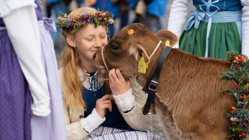 Kalb wird am Kopf gestreichelt von einem Mädchen.